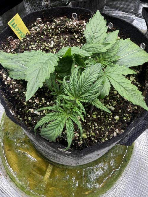 Biscotti. Week 3