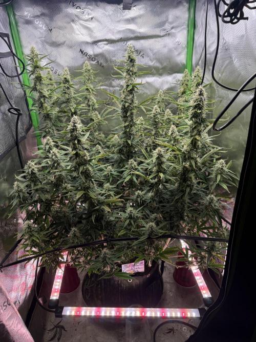 Space Cookies Auto. Week 8