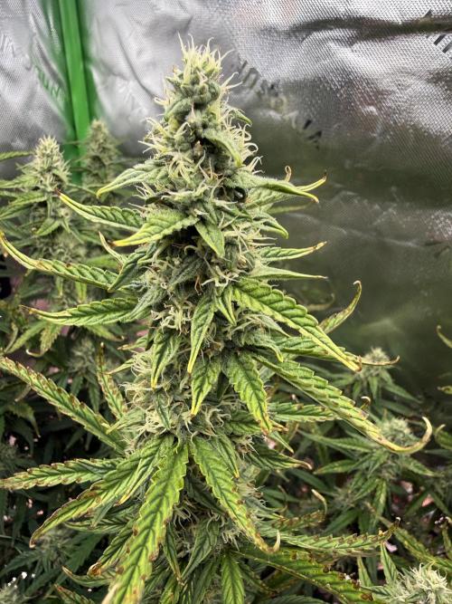 Space Cookies Auto. Week 8
