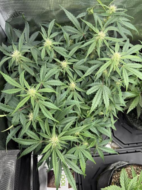Ube Trip Auto. Week 6
