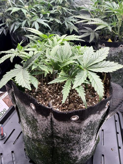 Biscotti. Week 4