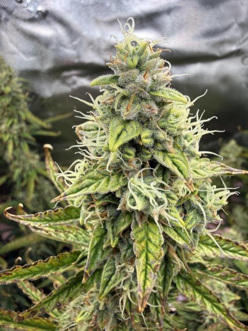 Space Cookies Auto. Week 9