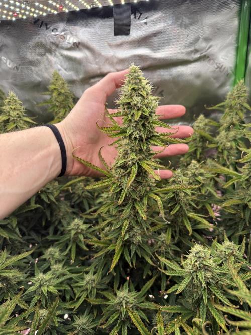 Space Cookies Auto. Week 9