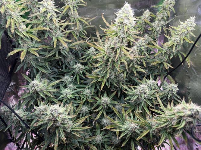 Space Cookies Auto. Week 9