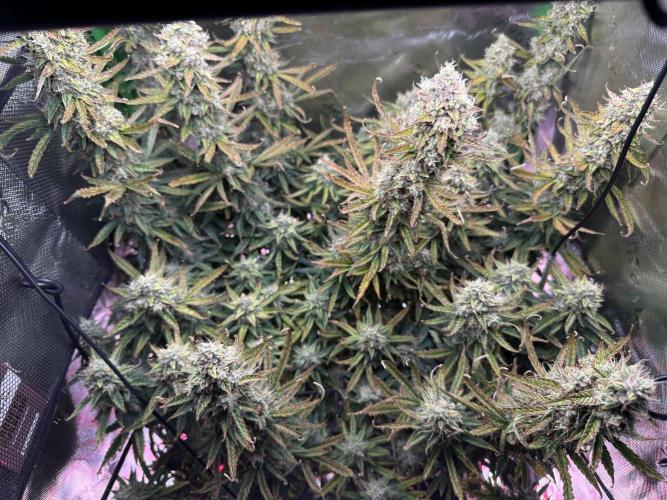 Space Cookies Auto. Week 11