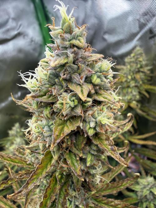 Space Cookies Auto. Week 11