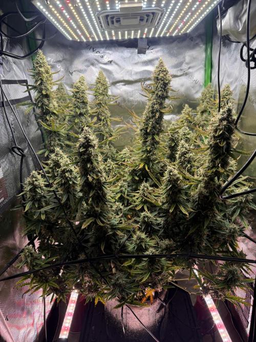 Space Cookies Auto. Week 11