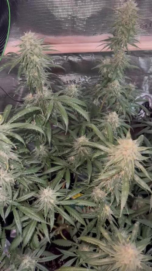 Steckling Grow 2025 (Zushi/Calypso)