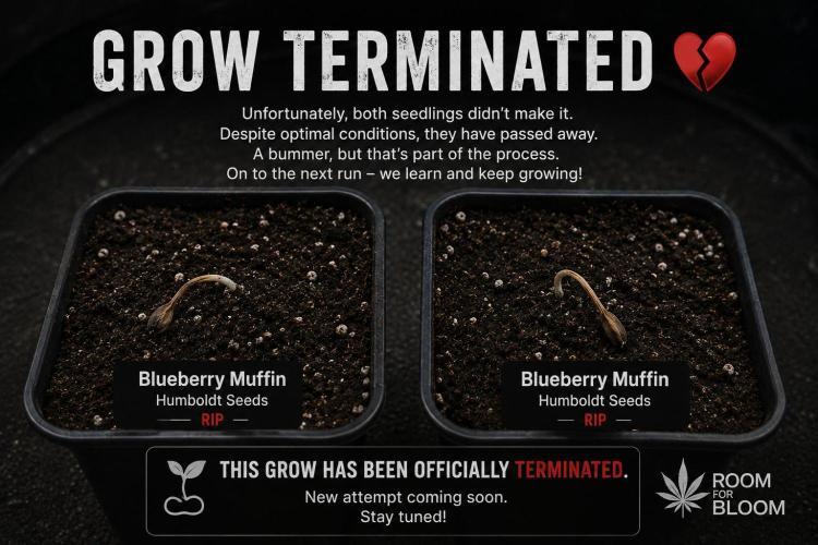 Humboldt Apple Blossom/Blueberry Muffin. Week 0 - *AI generated graphic