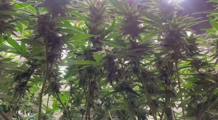 A tropical project