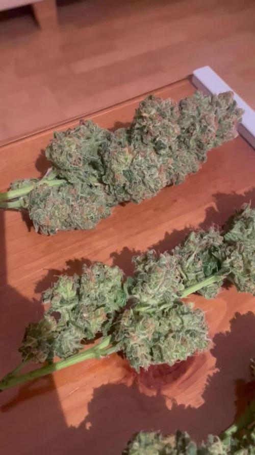 A tropical project