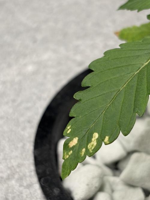 Unlock critical thinking. Week 2 - Peyote critical