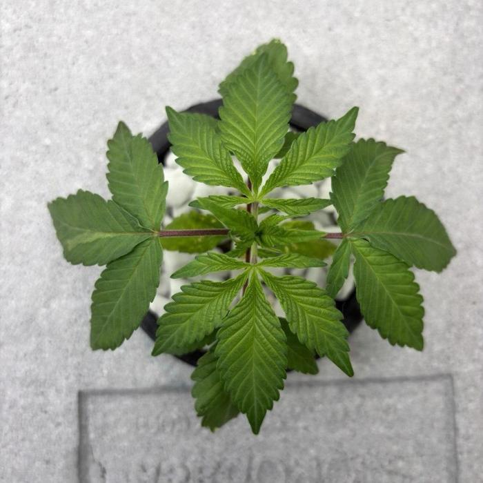 Unlock critical thinking. Week 3