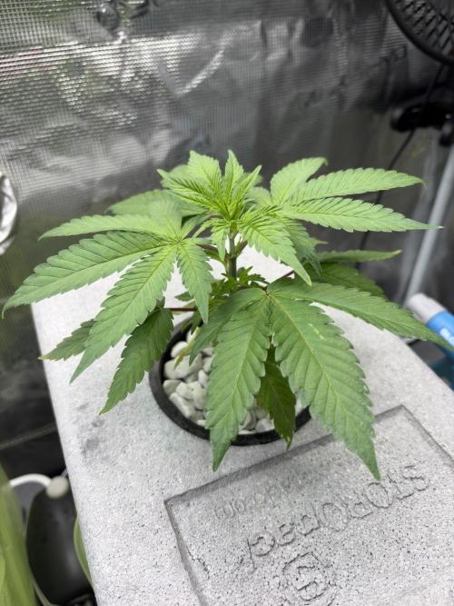 Unlock critical thinking. Week 4