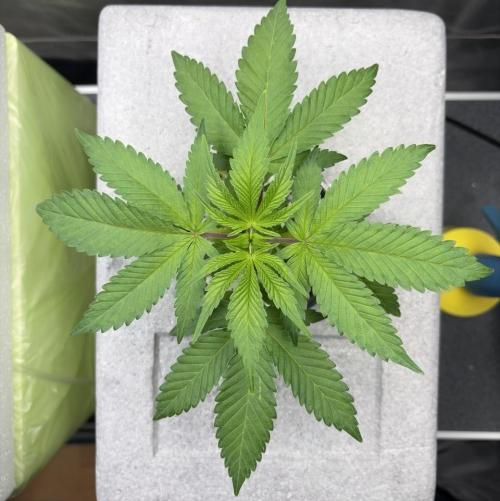 Unlock critical thinking. Week 4