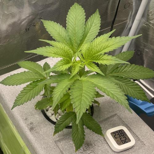 Unlock critical thinking. Week 4