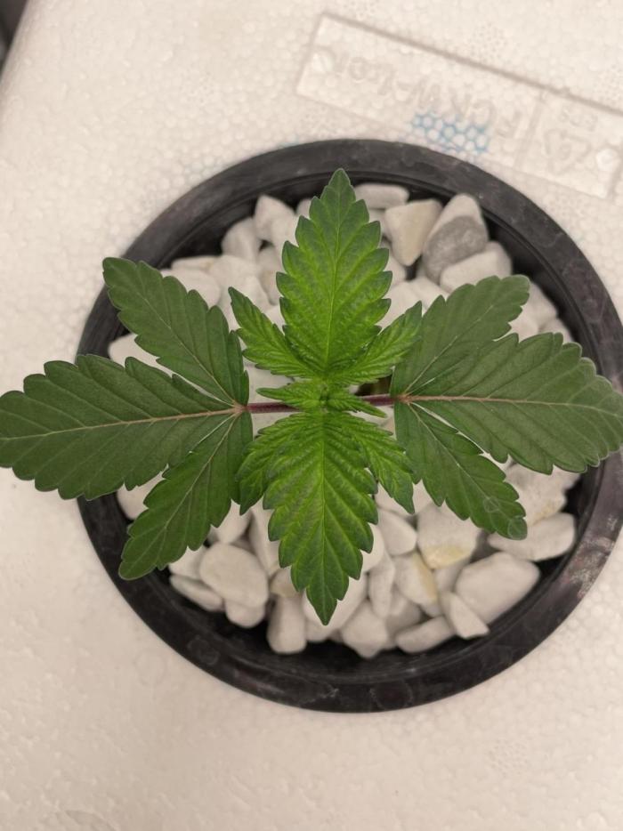 The underdog scheme #4. Week 2