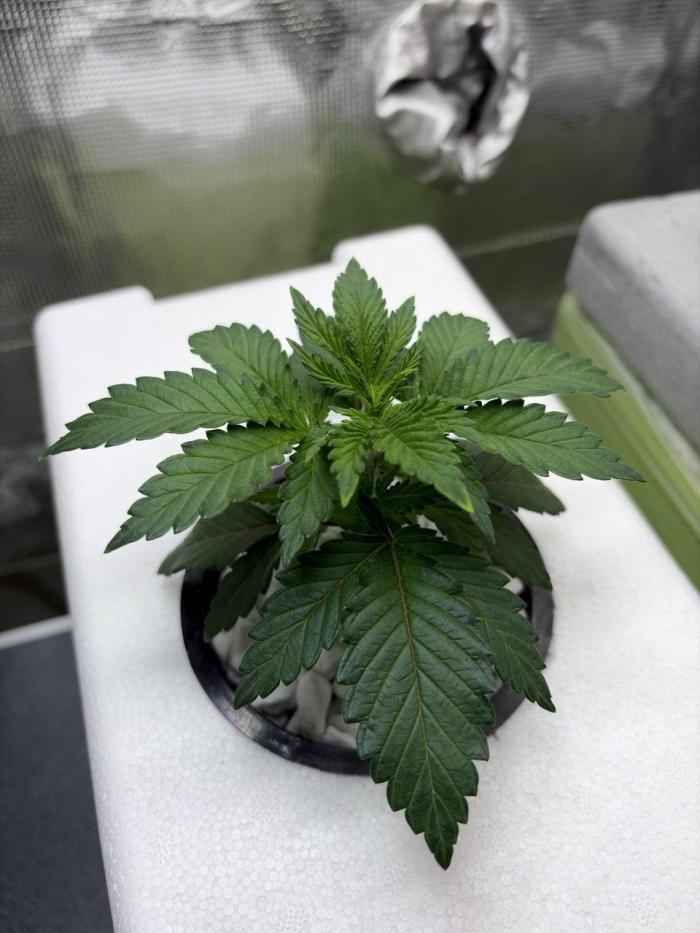 The underdog scheme #4. Week 3