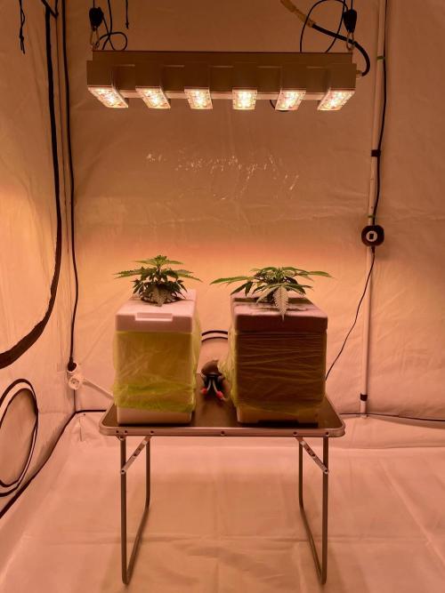 The underdog scheme #4. Week 4