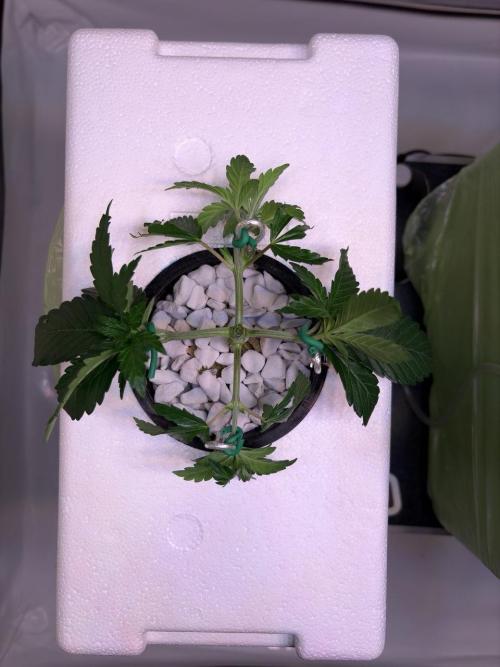 The underdog scheme #4. Week 4