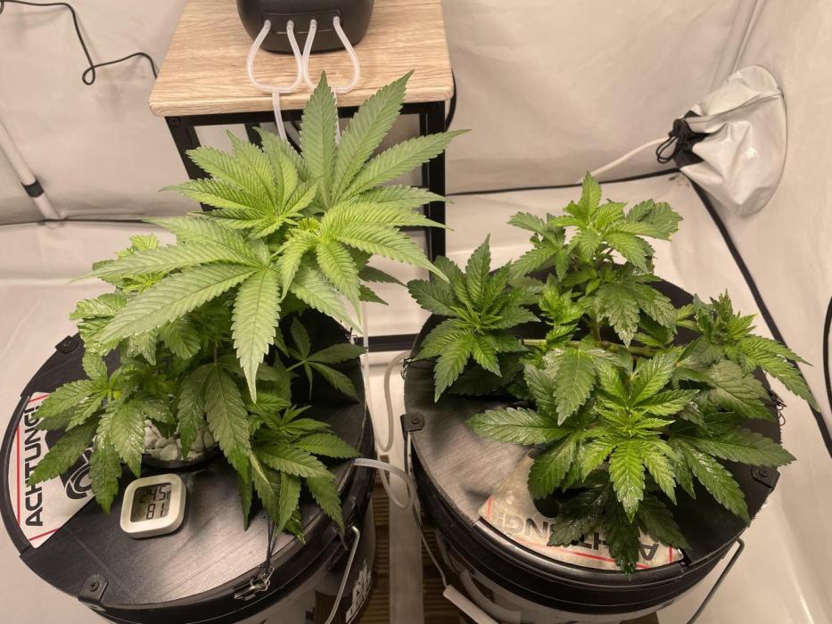 The underdog scheme #4. Week 6