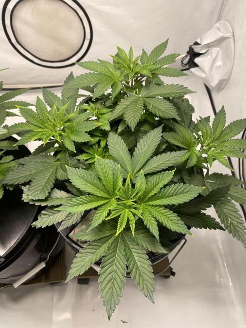 The underdog scheme #4. Week 7