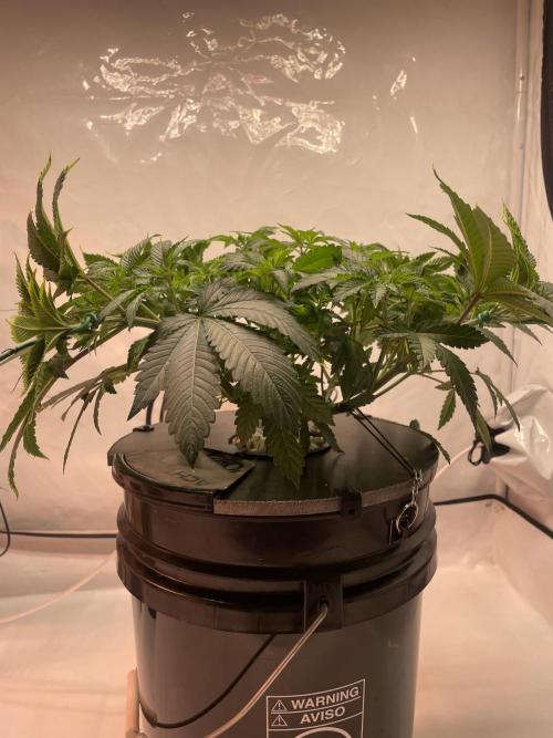 The underdog scheme #4. Week 8