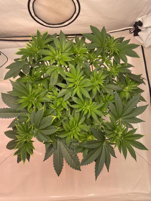 The underdog scheme #4. Week 8