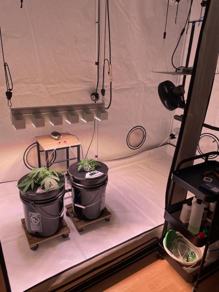 Unlock critical thinking. Week 5