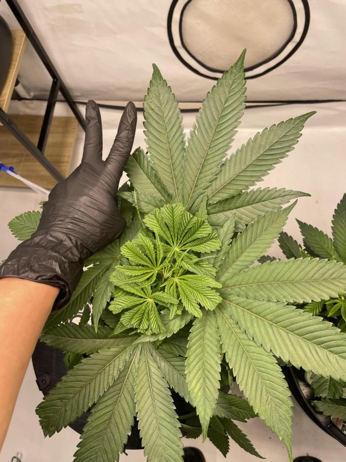 Unlock critical thinking. Week 6