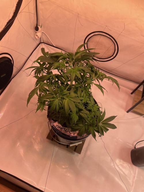 Unlock critical thinking. Week 8