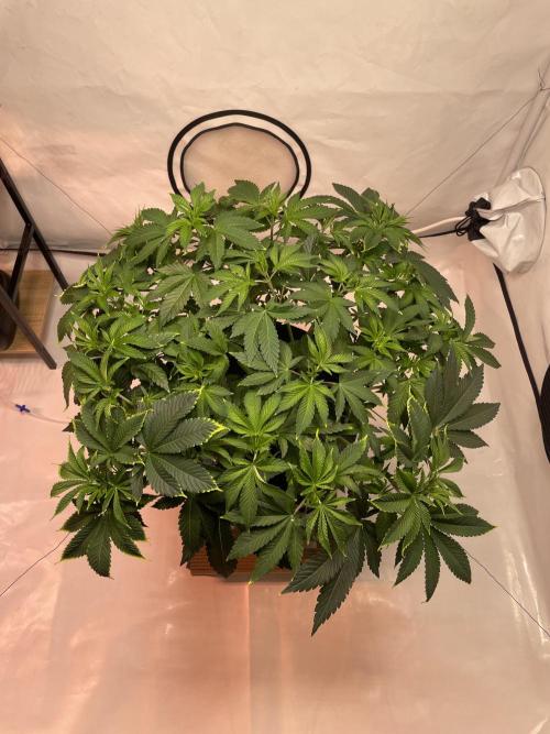 The underdog scheme #4. Week 8