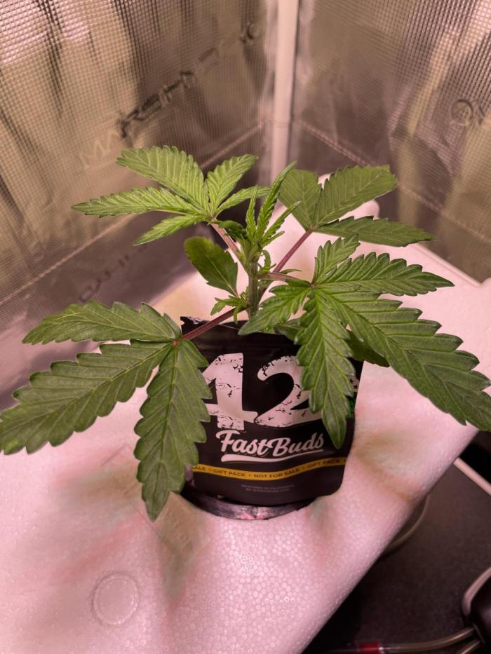 Strawberry fields forever. Week 2