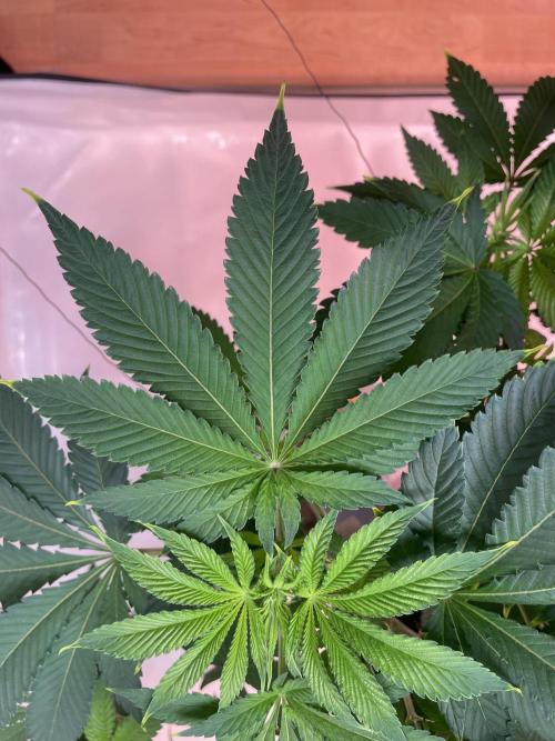 Chemdog #4. Week 9