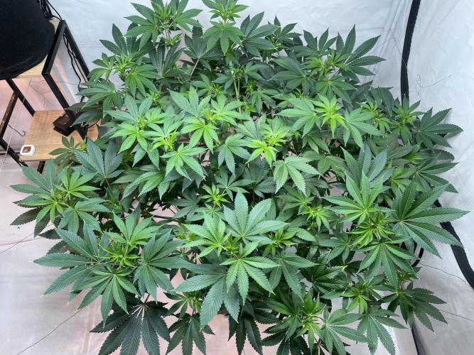 The underdog scheme #4. Week 10