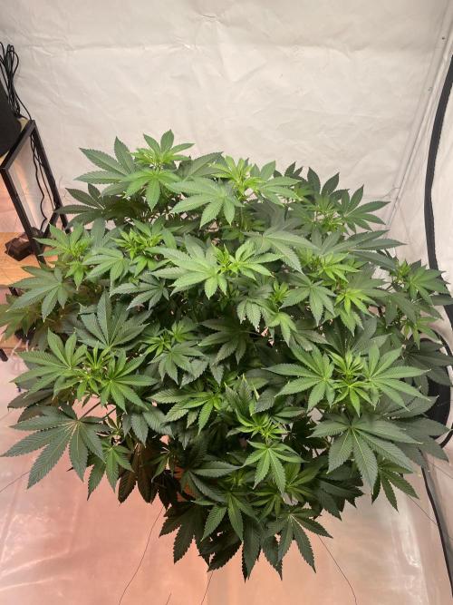 Chemdog #4. Week 11