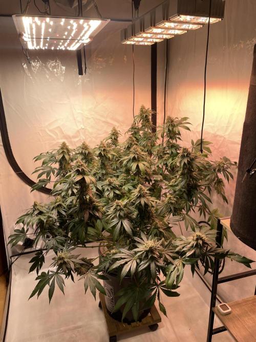 Chemdog #4. Week 16