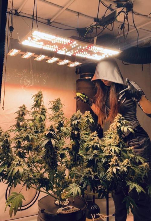 Chemdog #4. Week 17