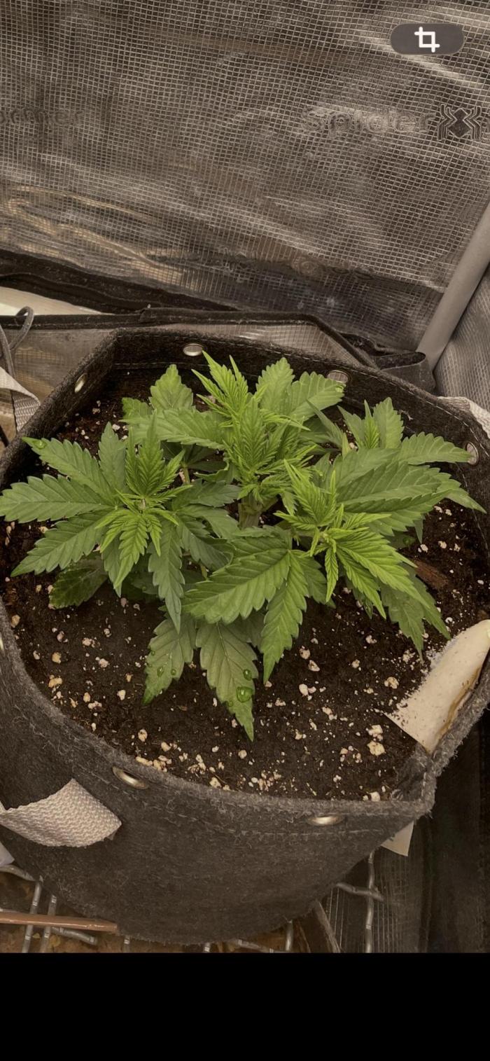 Apple Crumble / Indoor & Outdoor. Week 5