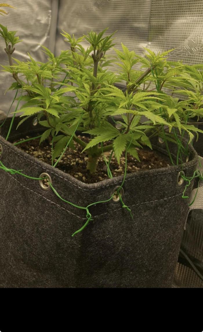 Apple Crumble / Indoor & Outdoor. Week 8