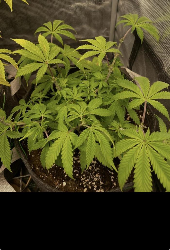 Apple Crumble / Indoor & Outdoor. Week 7