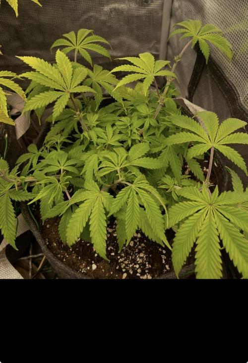 Apple Crumble. Week 7