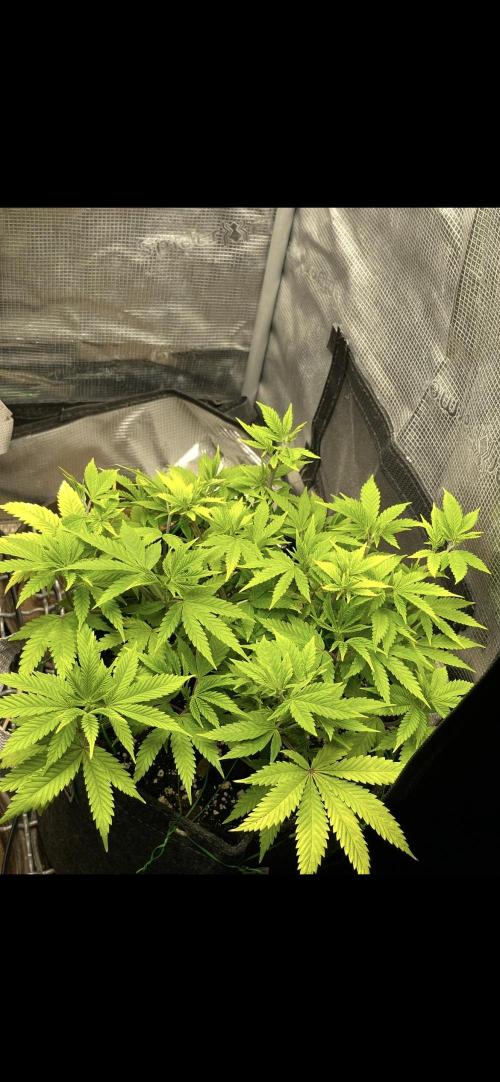 Apple Crumble / Indoor & Outdoor. Week 9