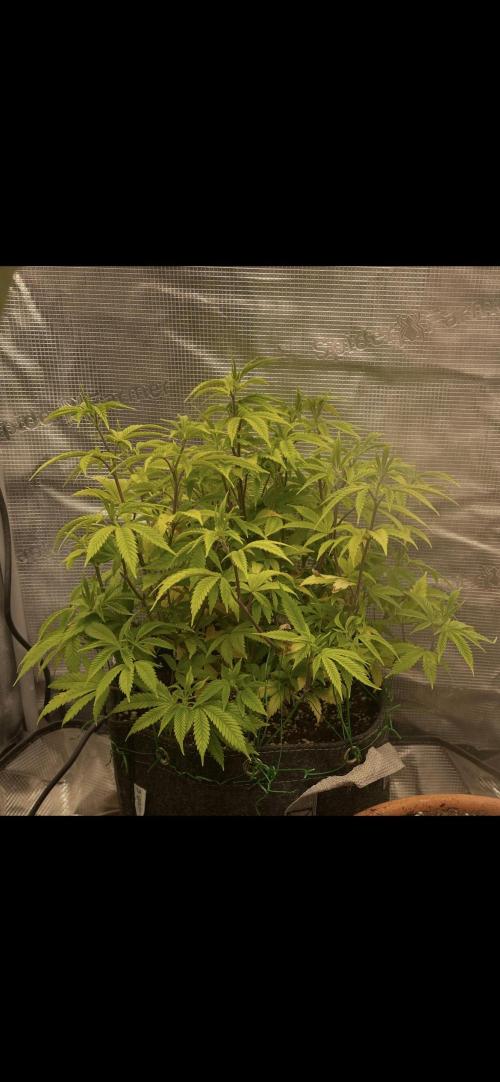 Apple Crumble / Indoor & Outdoor. Week 10