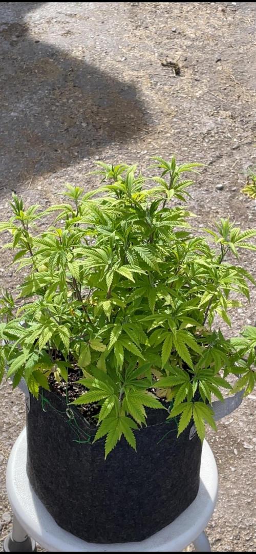 Apple Crumble. Week 10