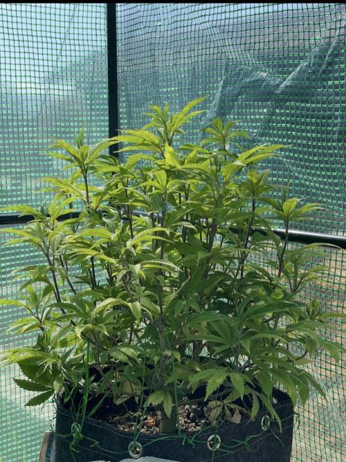 Apple Crumble / Indoor & Outdoor. Week 11