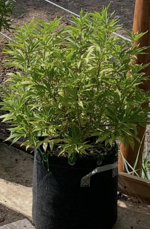 Apple Crumble. Week 12