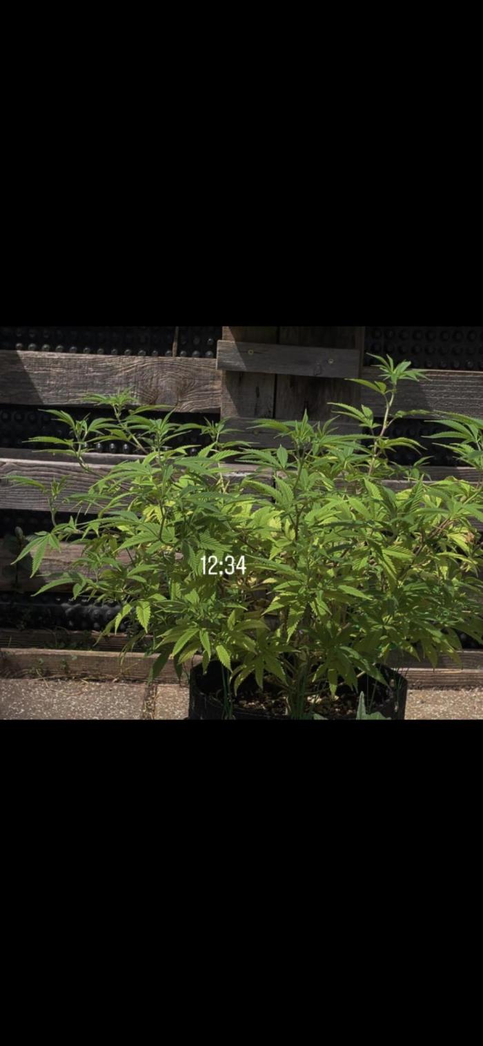 Apple Crumble / Indoor & Outdoor. Week 13