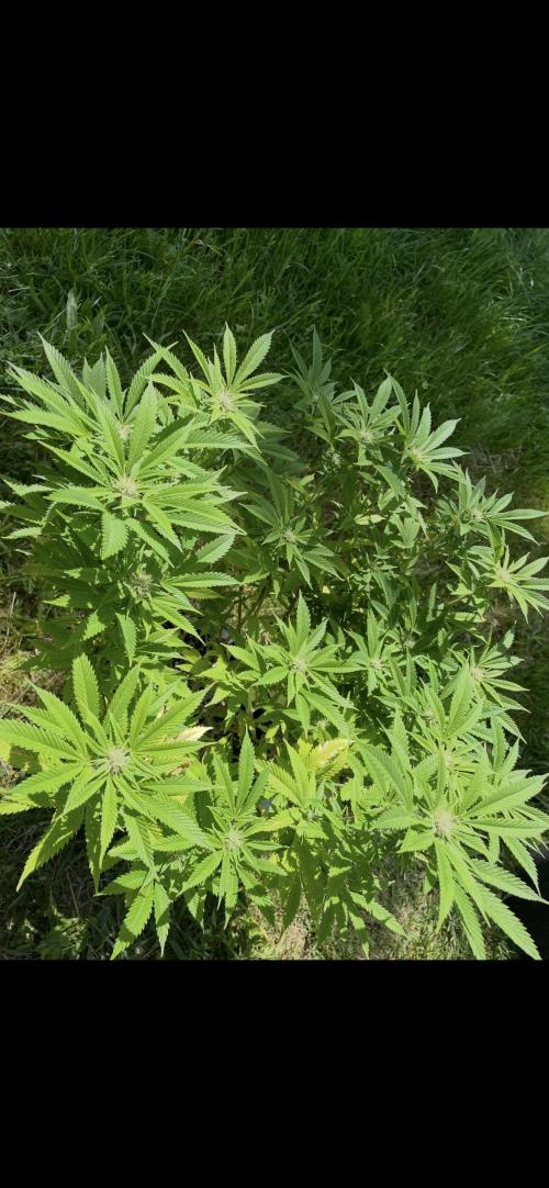 Apple Crumble / Indoor & Outdoor. Week 15
