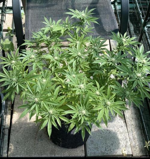 Apple Crumble / Indoor & Outdoor. Week 16